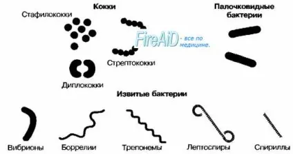 форма бактерій