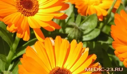 Фітонефрол відгуки про дієвість збору, формах випусках і способах застосування (фітонефрол) Фітонефрол відгуки про дієвість збору, формах випусках і способах застосування