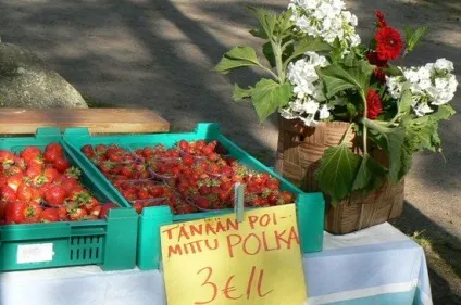 Фінська полуниця де, за скільки і яка смачніше (полуниця) Фінська полуниця де, за скільки і яка смачніше