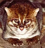 Суматранський кіт (prionailurus felis planiceps) кішка плоскоголовий, батьківщина ареал зовнішній вигляд