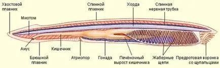 Суть життя, її форми - студопедія