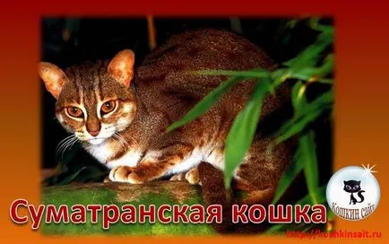 Суматранський кіт - ще один симпатичний представник диких кішок опис, фото, відео