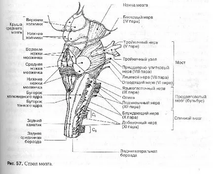 Стовбур головного мозку функції, будова, захворювання (ствол) Стовбур головного мозку функції, будова, захворювання