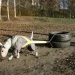 Світиться собака, блог про собак