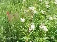 Таволга - корисні і лікувальні властивості, народна медицина (лікувальні) Таволга - корисні і лікувальні властивості, народна медицина