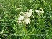 Таволга - корисні і лікувальні властивості, народна медицина (корисні) Таволга - корисні і лікувальні властивості, народна медицина