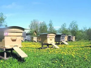 Танрек - від колорадського жука інструкція із застосування, склад, механізм дії та сумісність (інсектицид Танрек) Танрек - від колорадського жука інструкція із застосування, склад, механізм дії і сумісність
