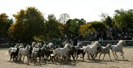 Таємниця Пегаса, Керкінітида євпаторія історія з давніх часів, до наших днів відпочинок і лікування в (євпаторія) Таємниця Пегаса, Керкінітида євпаторія історія з давніх часів, до наших днів відпочинок і лікування в