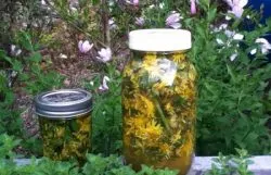 Попелиця на огірках в теплиці як боротися, як знищити тлю (боротися) Попелиця на огірках в теплиці як боротися, як знищити тлю