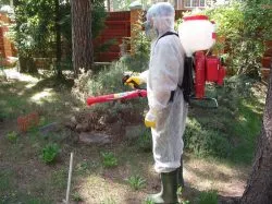 Попелиця на огірках в теплиці як боротися, як знищити тлю (знищити) Попелиця на огірках в теплиці як боротися, як знищити тлю