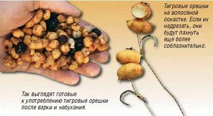 Тигрові горіхи - чуфа