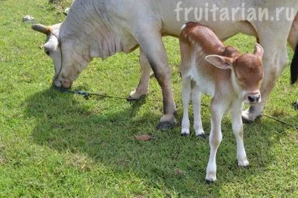 Щойно народжений теля