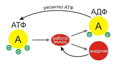 Тренування швидкості удару, як збільшити швидкість рухів, вибухову швидкість (ваша нервова система) Тренування швидкості удару, як збільшити швидкість рухів, вибухову швидкість