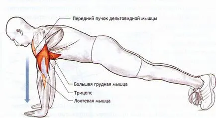 Тренування м'язів рук