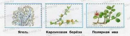 Тундра (Плешаков, Крючкова, робочий зошит 4 клас 1 частина) (Плешаков) Тундра (Плешаков, Крючкова, робочий зошит 4 клас 1 частина)