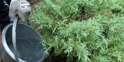 Туя Брабант - посадка і догляд, стрижка і правила створення живоплоту, відгуки садівників (посадка) Туя Брабант - посадка і догляд, стрижка і правила створення живоплоту, відгуки садівників