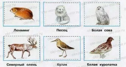 Тундра (Плешаков, Крючкова, робочий зошит 4 клас 1 частина) (Крючкова) Тундра (Плешаков, Крючкова, робочий зошит 4 клас 1 частина)