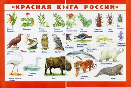 Тундра (Плешаков, Крючкова, робочий зошит 4 клас 1 частина) (готові домашні завдання) Тундра (Плешаков, Крючкова, робочий зошит 4 клас 1 частина)
