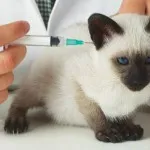 У кошеняти ріжуться зуби
