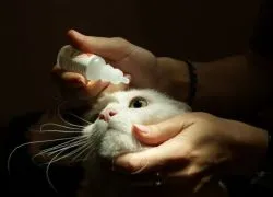 У кошеняти сльозяться очі - що робити (робити) У кошеняти сльозяться очі - що робити