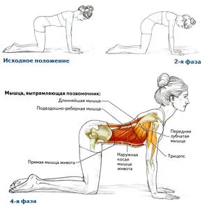 Вправа потягується кішка