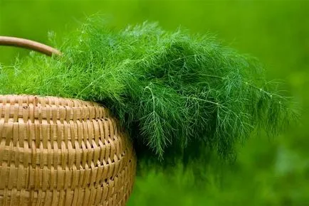 Кріп при грудному вигодовуванні цінний продукт