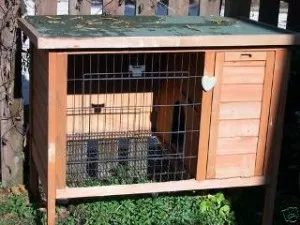 Догляд та утримання кроликів в домашніх умовах (догляд розведення кроликів) Догляд та утримання кроликів в домашніх умовах