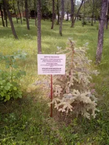 У абзеліловском районі Башкирії засихає дерево, посаджене Рустемом Хамітовим (районі) У абзеліловском районі Башкирії засихає дерево, посаджене Рустемом Хамітовим