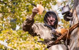 У абзеліловском районі Башкирії засихає дерево, посаджене Рустемом Хамітовим (районі) У абзеліловском районі Башкирії засихає дерево, посаджене Рустемом Хамітовим