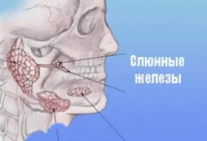 Узі голови і органів шиї види, показання, проведення, результати (голови) Узі голови і органів шиї види, показання, проведення, результати