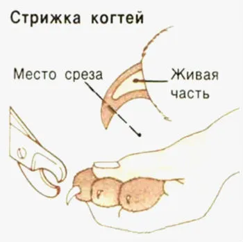 Догляд за пекінесом щеням основні правила, поради всім (догляд) Догляд за пекінесом щеням основні правила, поради всім