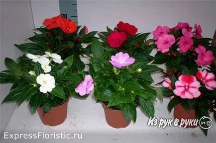 Ванька мокрий квітка