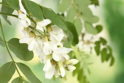 Варення з акації рецепт з квітів білої акації (акації) Варення з акації рецепт з квітів білої акації