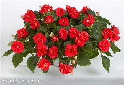 Ванька мокрий квітка