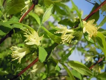 Варення з жимолості як приготувати варення і кращі рецепти (приготувати) Варення з жимолості як приготувати варення і кращі рецепти