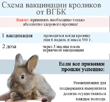 Вакцина раббівак v для кроликів інструкція, поради, огляд (раббівак) Вакцина раббівак v для кроликів інструкція, поради, огляд