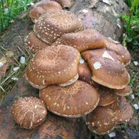 Глива королівська - купити міцелій королівської гливи (вирощування королівської гливи) Глива королівська - купити міцелій королівської гливи