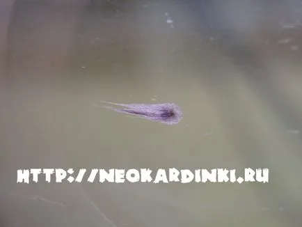 В'єтнамка в акваріумі