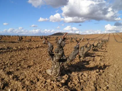 Габріель Руїс лопес про іспанії, китаї іУкаіни - wine magazine (Габріель) Габріель Руїс лопес про іспанії, китаї іУкаіни - wine magazine