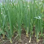 Вирощування цибулі на зелень (вирощування) Вирощування цибулі на зелень