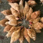 Чи вигідно вирощувати бройлерів на продаж (продаж) Чи вигідно вирощувати бройлерів на продаж