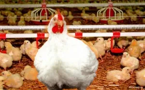 Чи вигідно вирощувати бройлерів на продаж (бройлерів) Чи вигідно вирощувати бройлерів на продаж