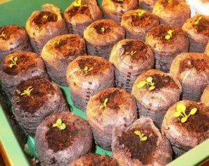 Вирощування розсади петунії, дачний калейдоскоп (вирощування розсади петунії) Вирощування розсади петунії, дачний калейдоскоп
