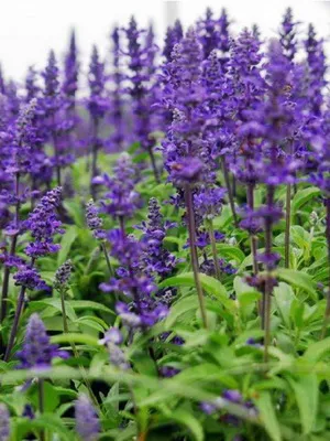 Вирощування пряних трав на городі дачі фото, назви і опису (фото) Вирощування пряних трав на городі дачі фото, назви і описи