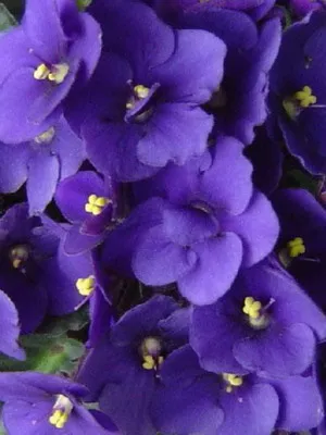 Види сенполій і узамбарских фіалок фото сортів, догляд в домашніх умовах (узамбарских) Види сенполій і узамбарских фіалок фото сортів, догляд в домашніх умовах
