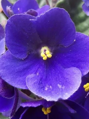 Види сенполій і узамбарских фіалок фото сортів, догляд в домашніх умовах (фіалок) Види сенполій і узамбарских фіалок фото сортів, догляд в домашніх умовах