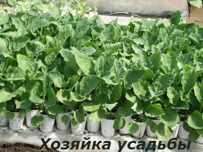 Вирощування розсади баклажан в домашніх умовах (вирощування) Вирощування розсади баклажан в домашніх умовах