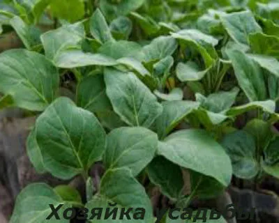 Вирощування розсади баклажан в домашніх умовах (баклажан) Вирощування розсади баклажан в домашніх умовах