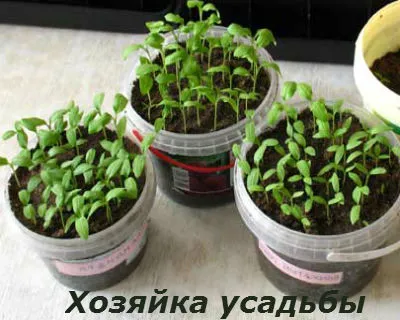 Вирощування розсади баклажан в домашніх умовах (вирощування розсади баклажан в домашніх умовах) Вирощування розсади баклажан в домашніх умовах