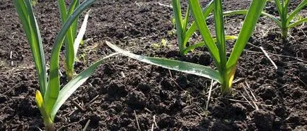 Вирощування часнику в теплиці підготовка грунту, посадка і догляд, хвороби і шкідники, секрети і (теплиці) Вирощування часнику в теплиці підготовка грунту, посадка і догляд, хвороби і шкідники, секрети і